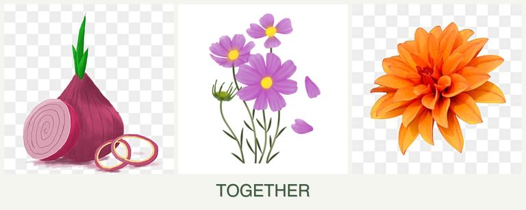 Can you plant onions, cosmos and dahlias together?