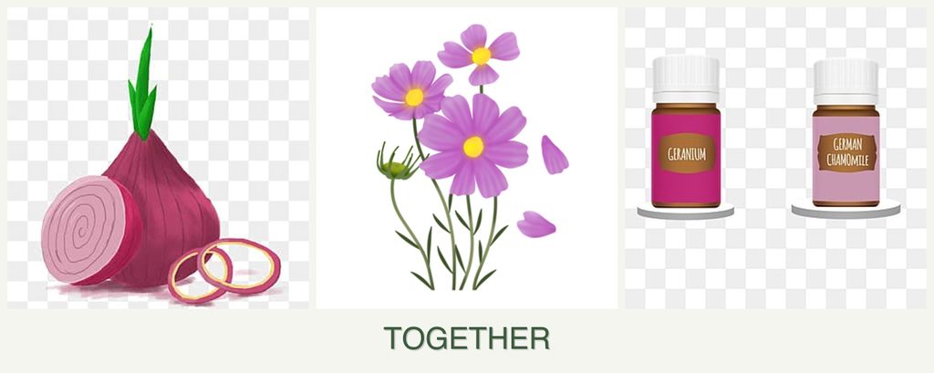 Can you plant onions, cosmos and geraniums together?
