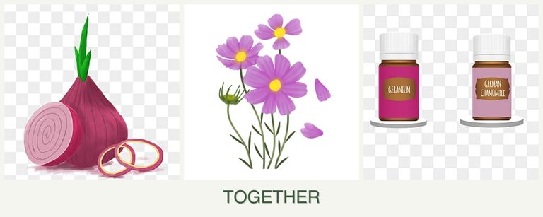 Can you plant onions, cosmos and geraniums together?