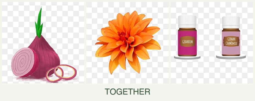 Can you plant onions, dahlias and geraniums together?