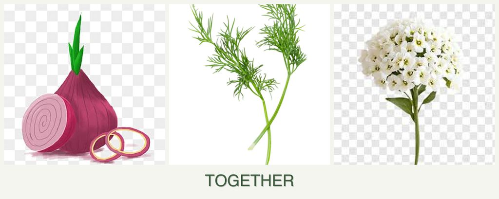 Can you plant onions, dill and alyssum together?