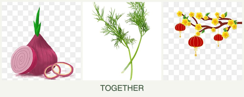 Can you plant onions, dill and apricots together?