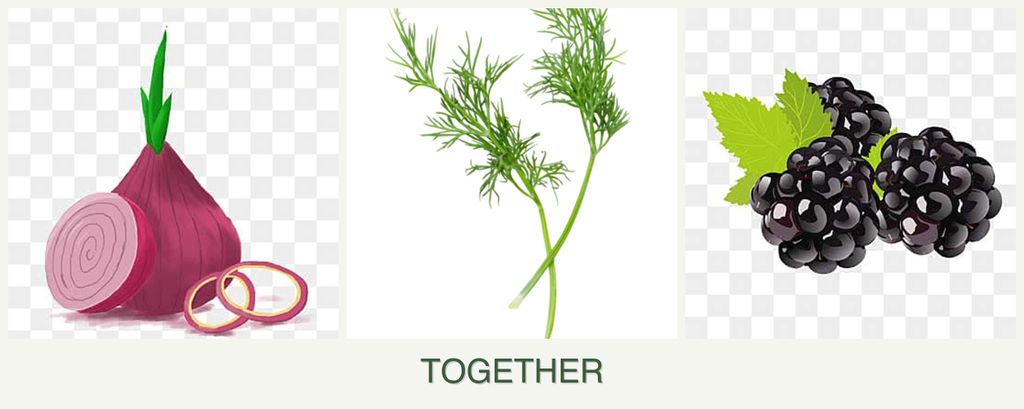 Can you plant onions, dill and blackberries together?