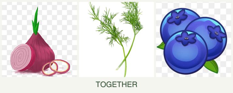 Can you plant onions, dill and blueberries together?
