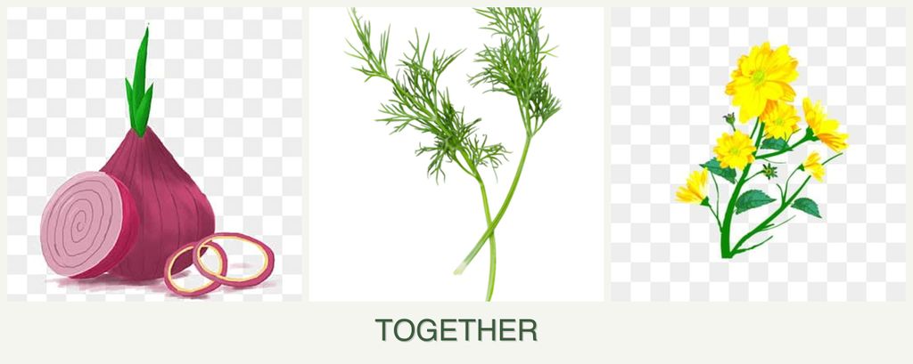 Can you plant onions, dill and calendula together?