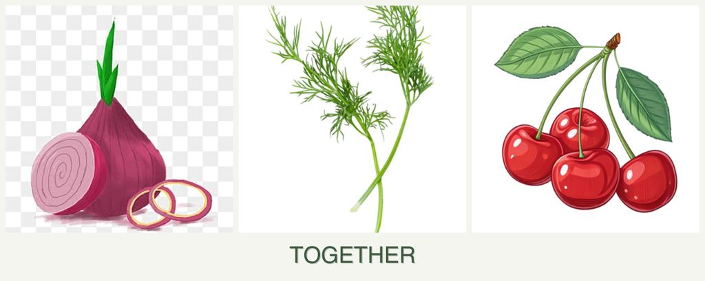 Can you plant onions, dill and cherries together?