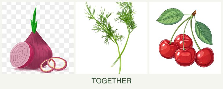 Can you plant onions, dill and cherries together?