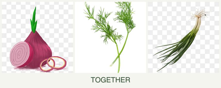 Can you plant onions, dill and chives together?