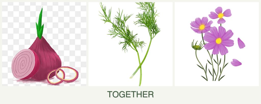 Can you plant onions, dill and cosmos together?