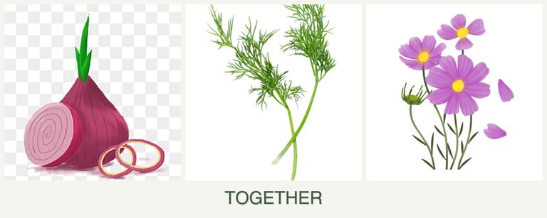 Can you plant onions, dill and cosmos together?