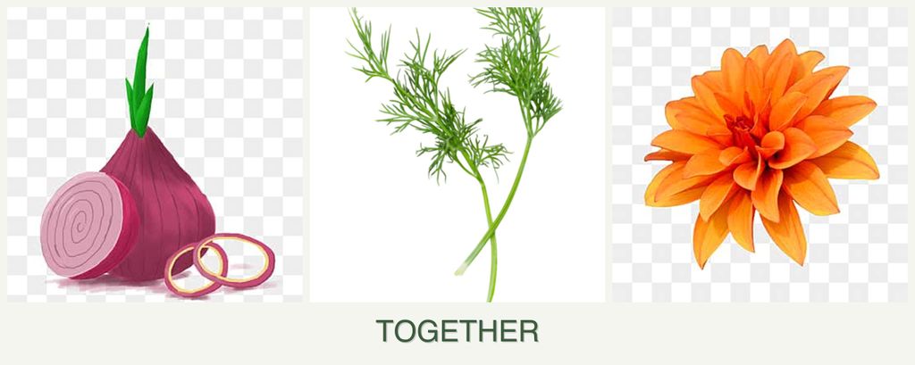 Can you plant onions, dill and dahlias together?