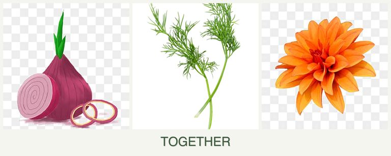 Can you plant onions, dill and dahlias together?