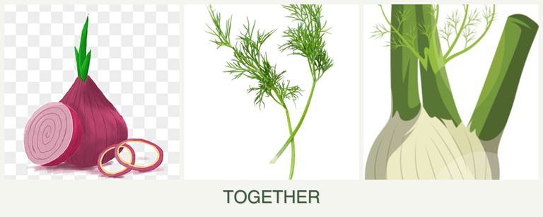 Can you plant onions, dill and fennel together?