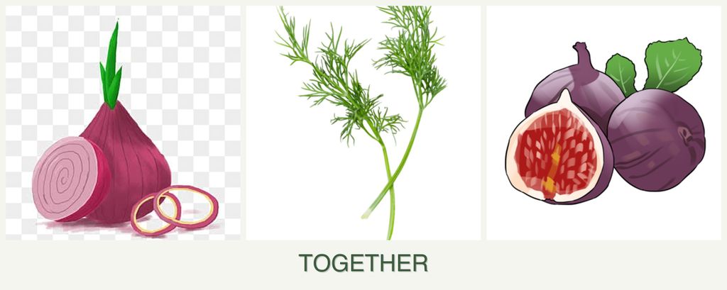 Can you plant onions, dill and figs together?