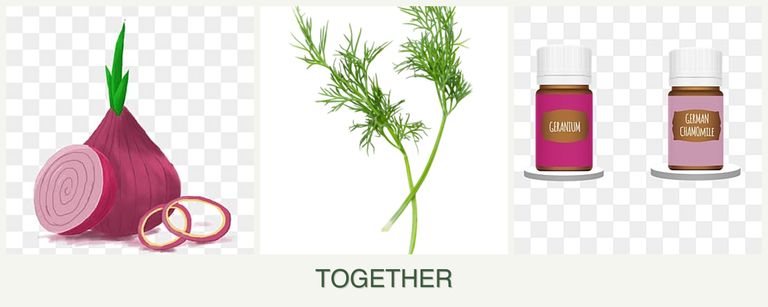 Can you plant onions, dill and geraniums together?