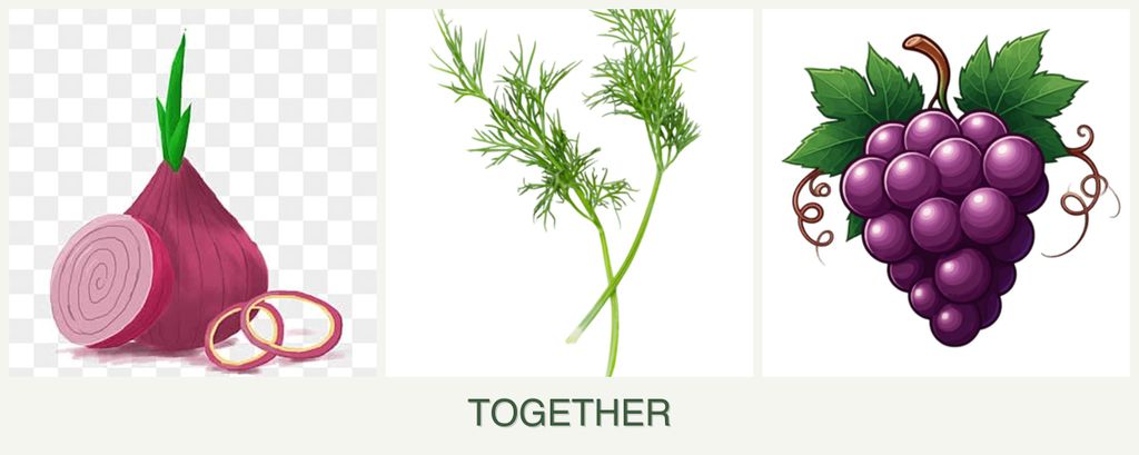 Can you plant onions, dill and grapes together?