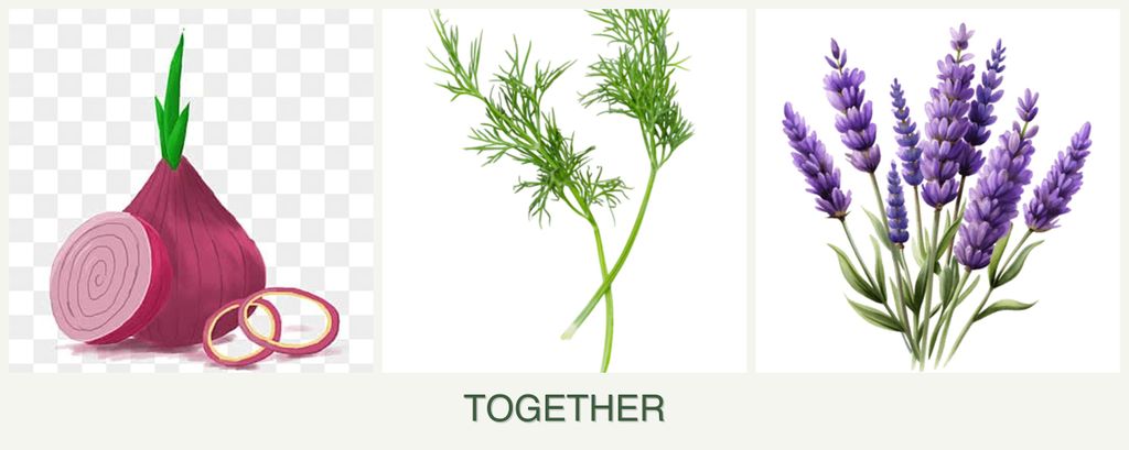 Can you plant onions, dill and lavender together?