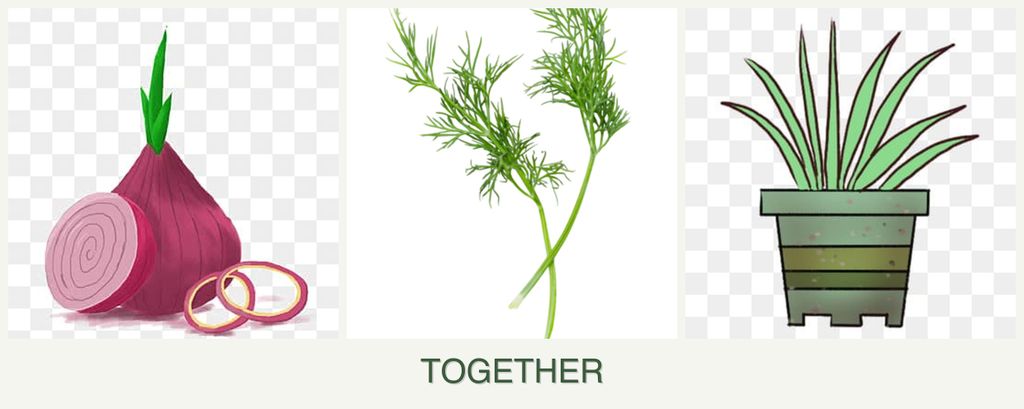 Can you plant onions, dill and lemongrass together?