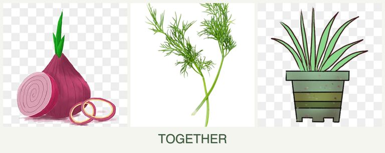 Can you plant onions, dill and lemongrass together?