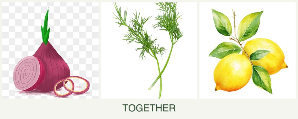 Can you plant onions, dill and lemons together?