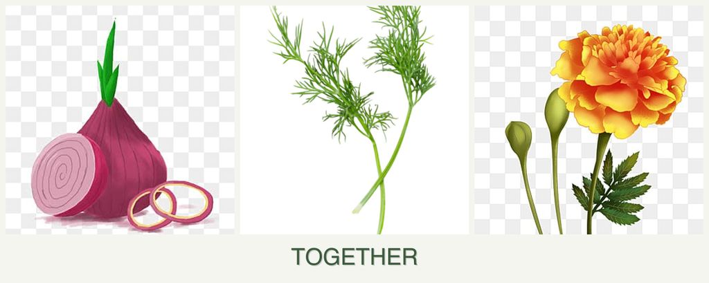 Can you plant onions, dill and marigolds together?