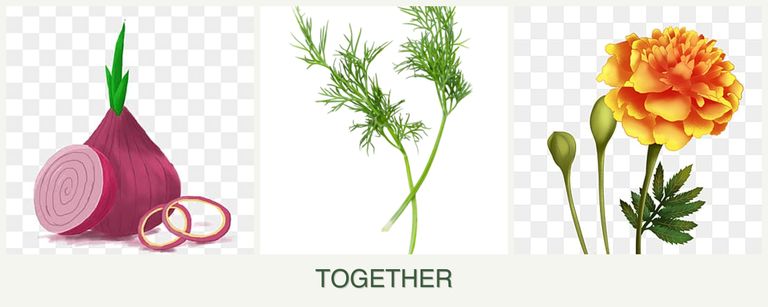 Can you plant onions, dill and marigolds together?
