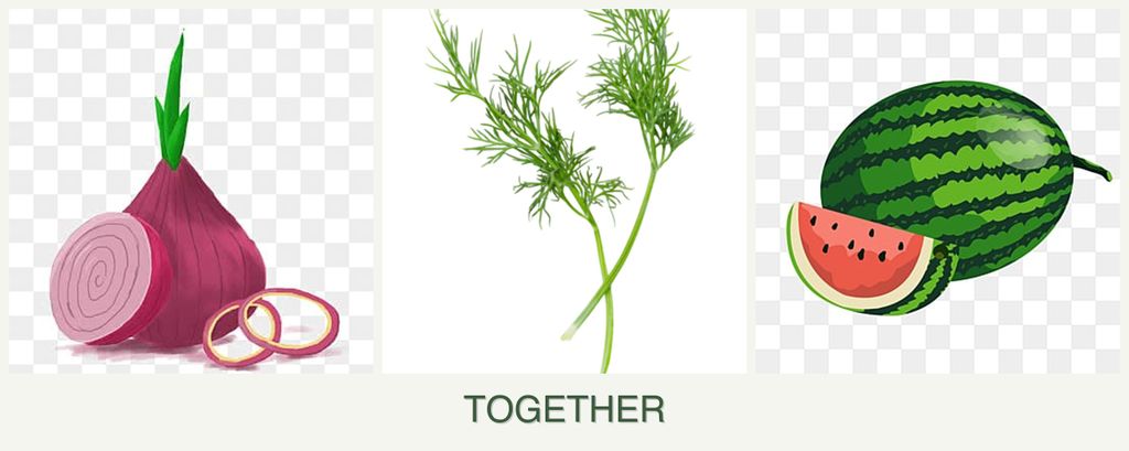 Can you plant onions, dill and melons together?