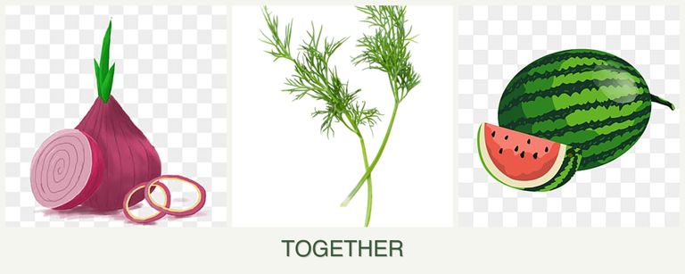 Can you plant onions, dill and melons together?