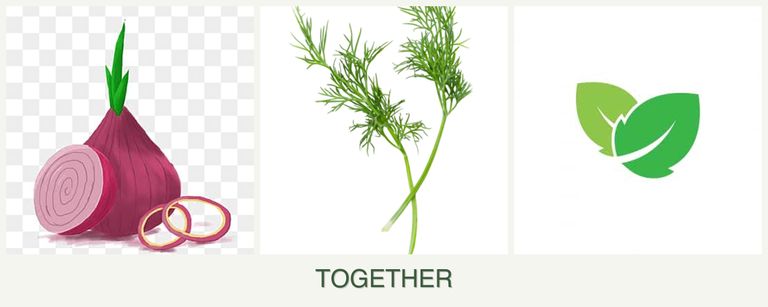 Can you plant onions, dill and mint together?