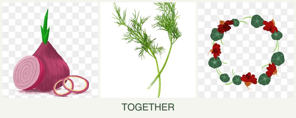 Can you plant onions, dill and nasturtiums together?