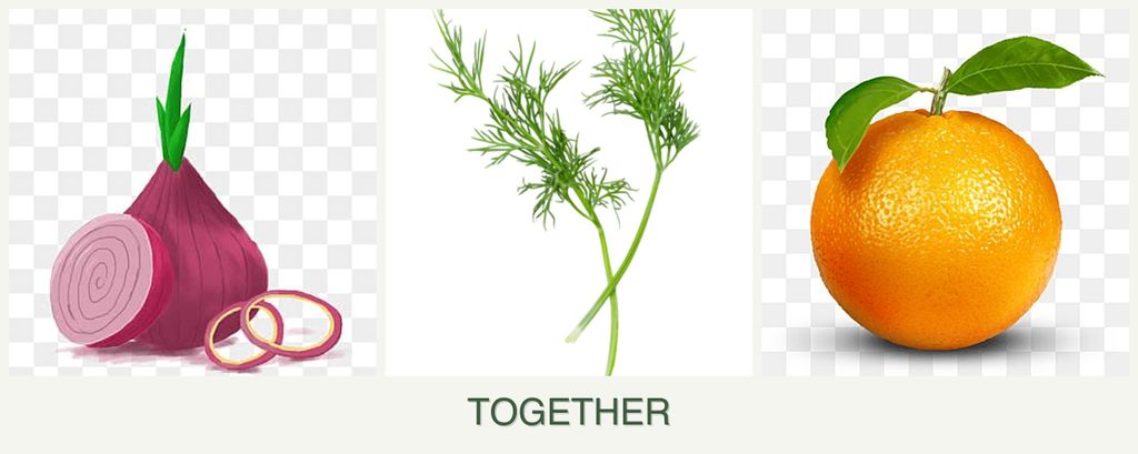 Can you plant onions, dill and oranges together?