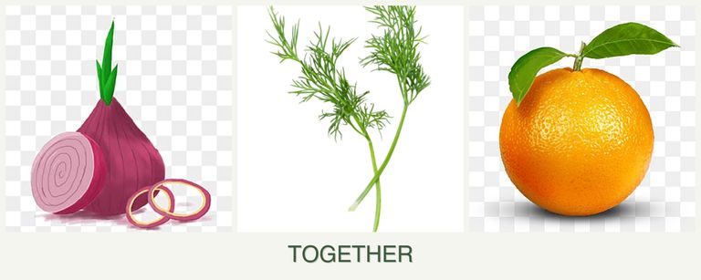 Can you plant onions, dill and oranges together?