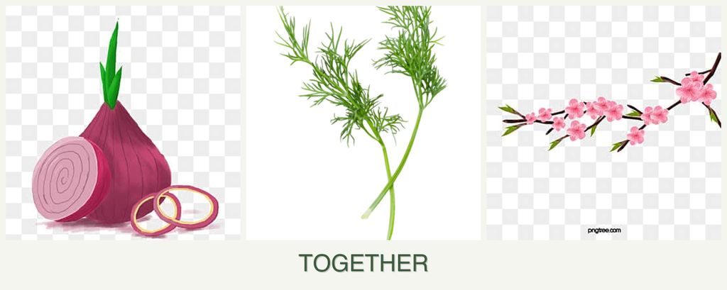 Can you plant onions, dill and peaches together?