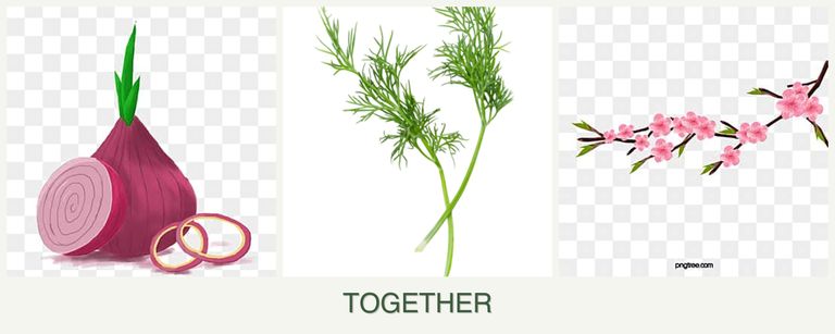 Can you plant onions, dill and peaches together?