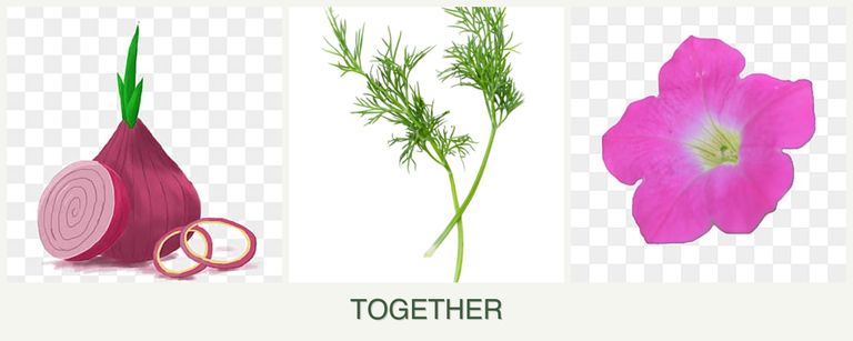 Can you plant onions, dill and petunias together?