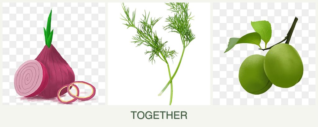 Can you plant onions, dill and plums together?