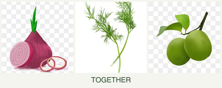 Can you plant onions, dill and plums together?