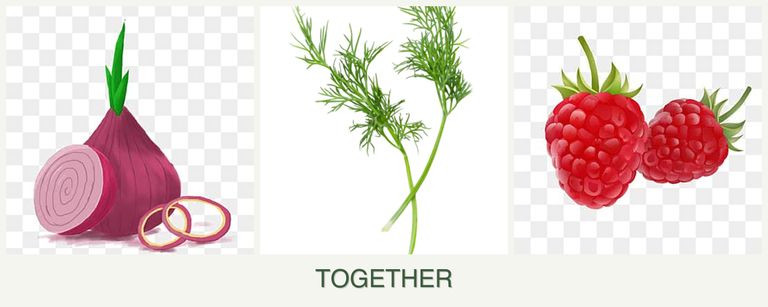 Can you plant onions, dill and raspberries together?