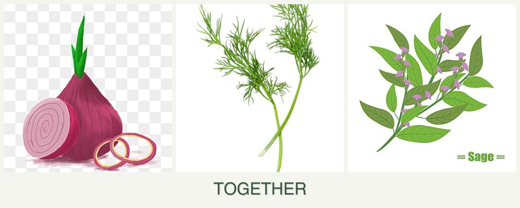 Can you plant onions, dill and sage together?