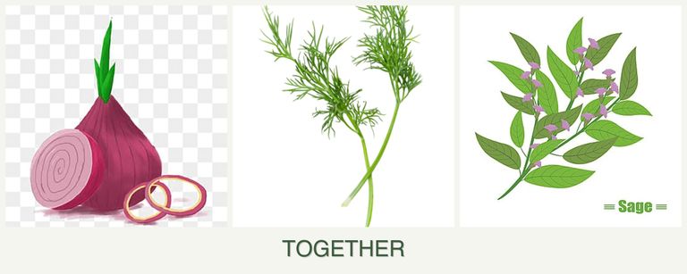 Can you plant onions, dill and sage together?