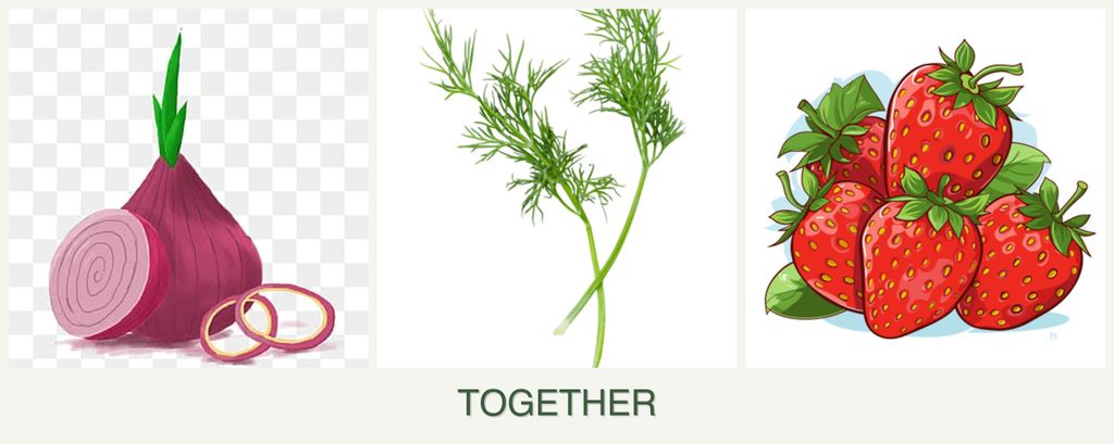 Can you plant onions, dill and strawberries together?