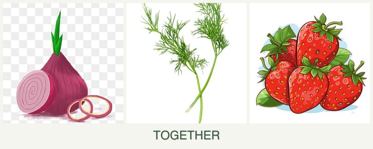 Can you plant onions, dill and strawberries together?