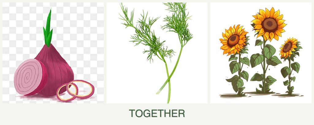 Can you plant onions, dill and sunflowers together?