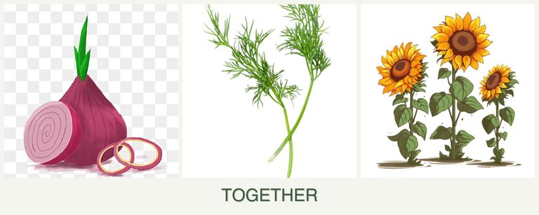 Can you plant onions, dill and sunflowers together?