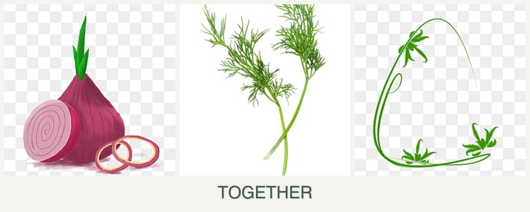 Can you plant onions, dill and tarragon together?
