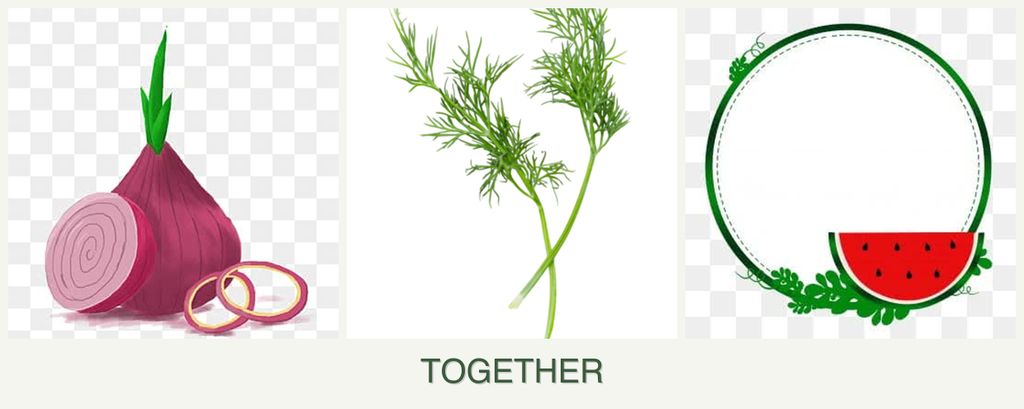 Can you plant onions, dill and watermelons together?
