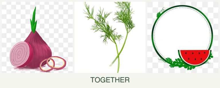 Can you plant onions, dill and watermelons together?