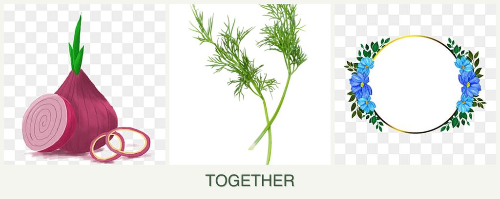 Can you plant onions, dill and zinnias together?