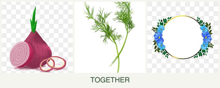 Can you plant onions, dill and zinnias together?