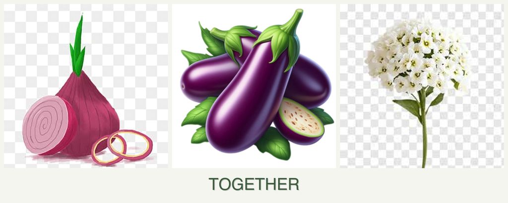 Can you plant onions, eggplant and alyssum together?